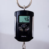 Taylor 50th Anniversary Builder's Edition 314 Ash/Spruce Acoustic Electric Guitar - Kona Burst - #1202264058